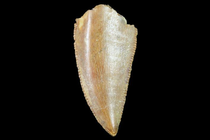 Raptor Tooth - Real Dinosaur Tooth #102393